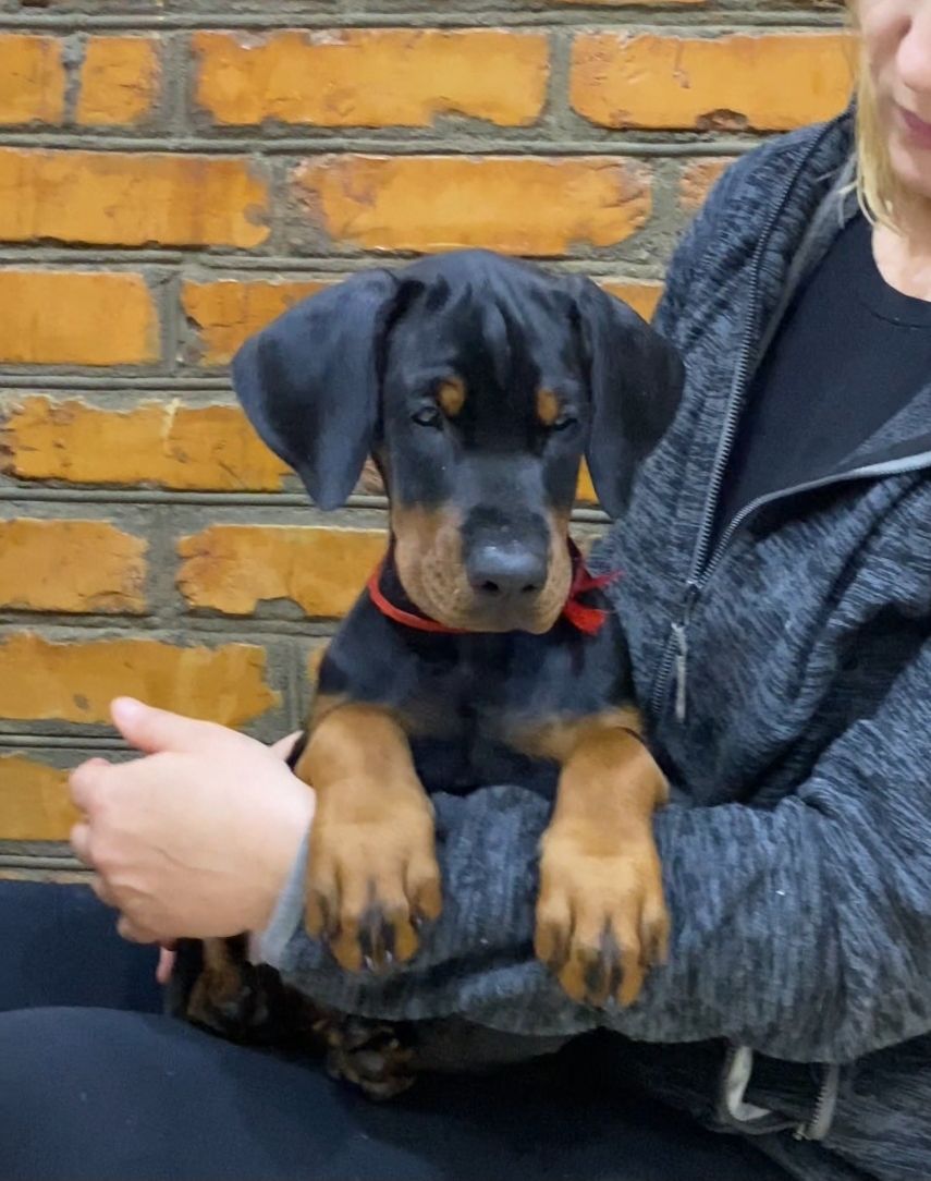 Щенки добермана продам цуценята добермана, доставка