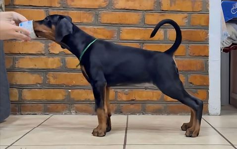 Щенки добермана продам цуценята добермана, доставка