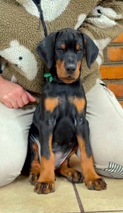 Щенки добермана продам цуценята добермана, доставка