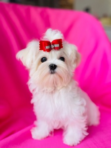 Міні дівчинка