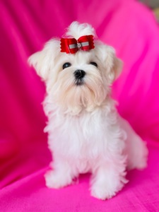 Міні дівчинка