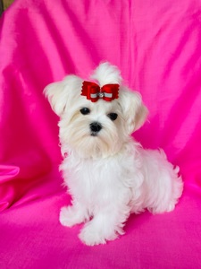 Міні дівчинка