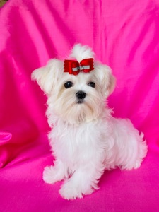 Міні дівчинка