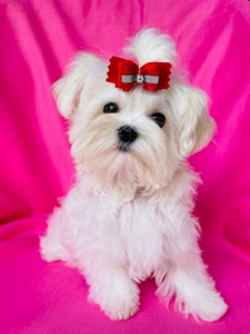 Міні дівчинка