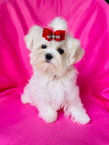 Міні дівчинка