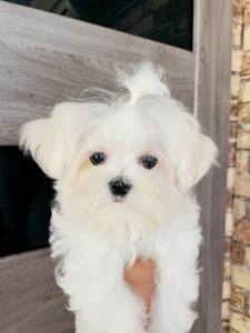 Міні дівчинка