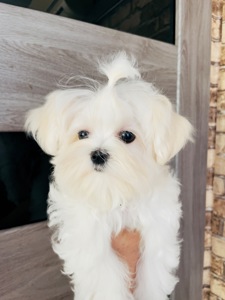 Міні дівчинка