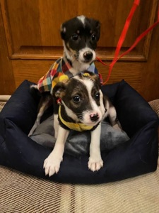 Міні собачки в добрі руки!