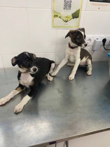 Міні собачки в добрі руки!