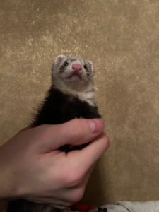 Тхір дівчинка