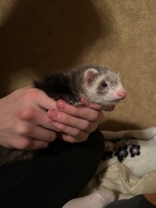 Тхір дівчинка