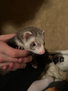 Тхір дівчинка