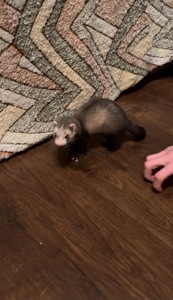 Тхір дівчинка