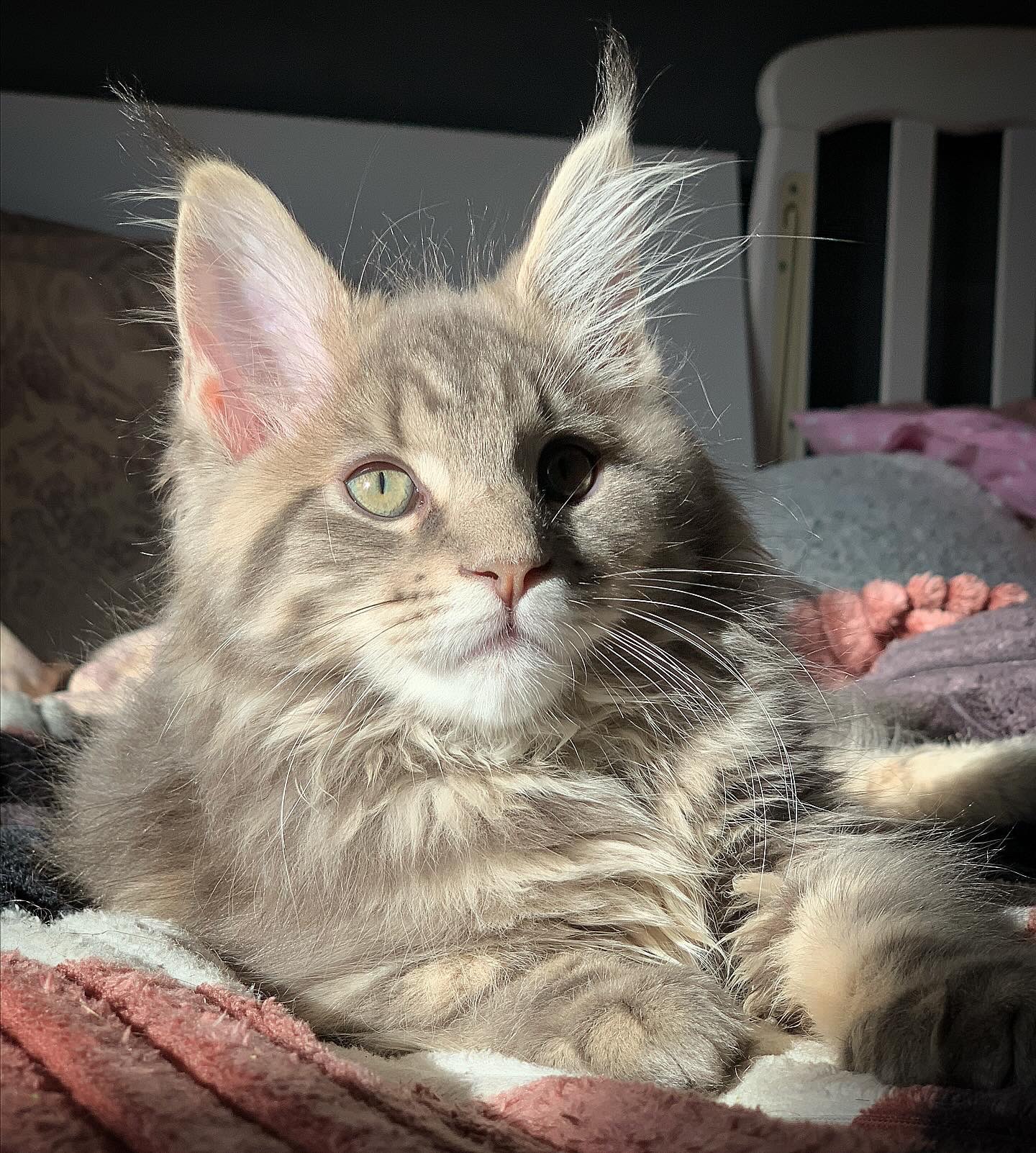 Кошеня Мейн Кун, Maine coon, хлопчик з шикарною шубкою
