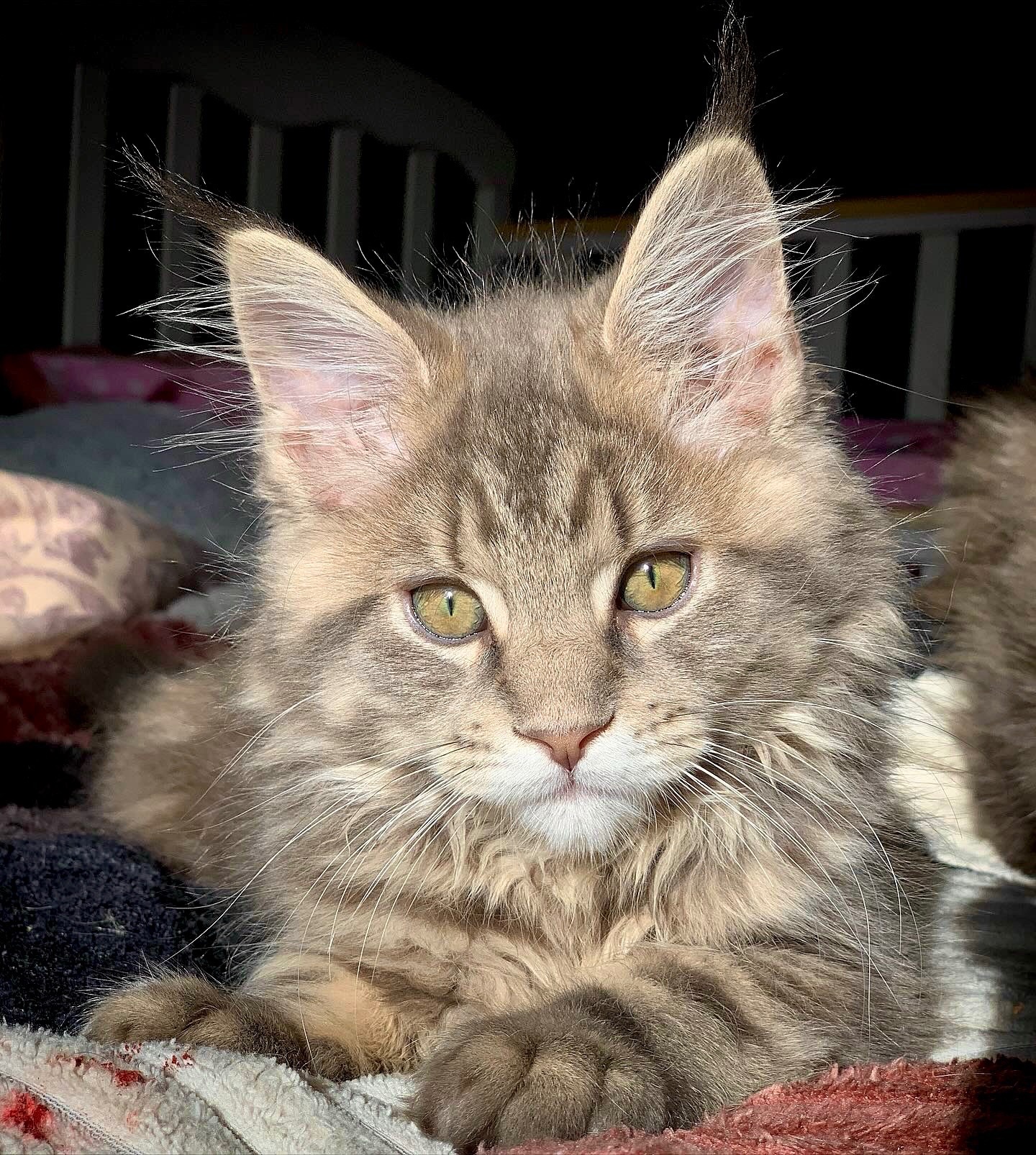 Кошеня Мейн Кун, Maine coon, хлопчик з шикарною шубкою
