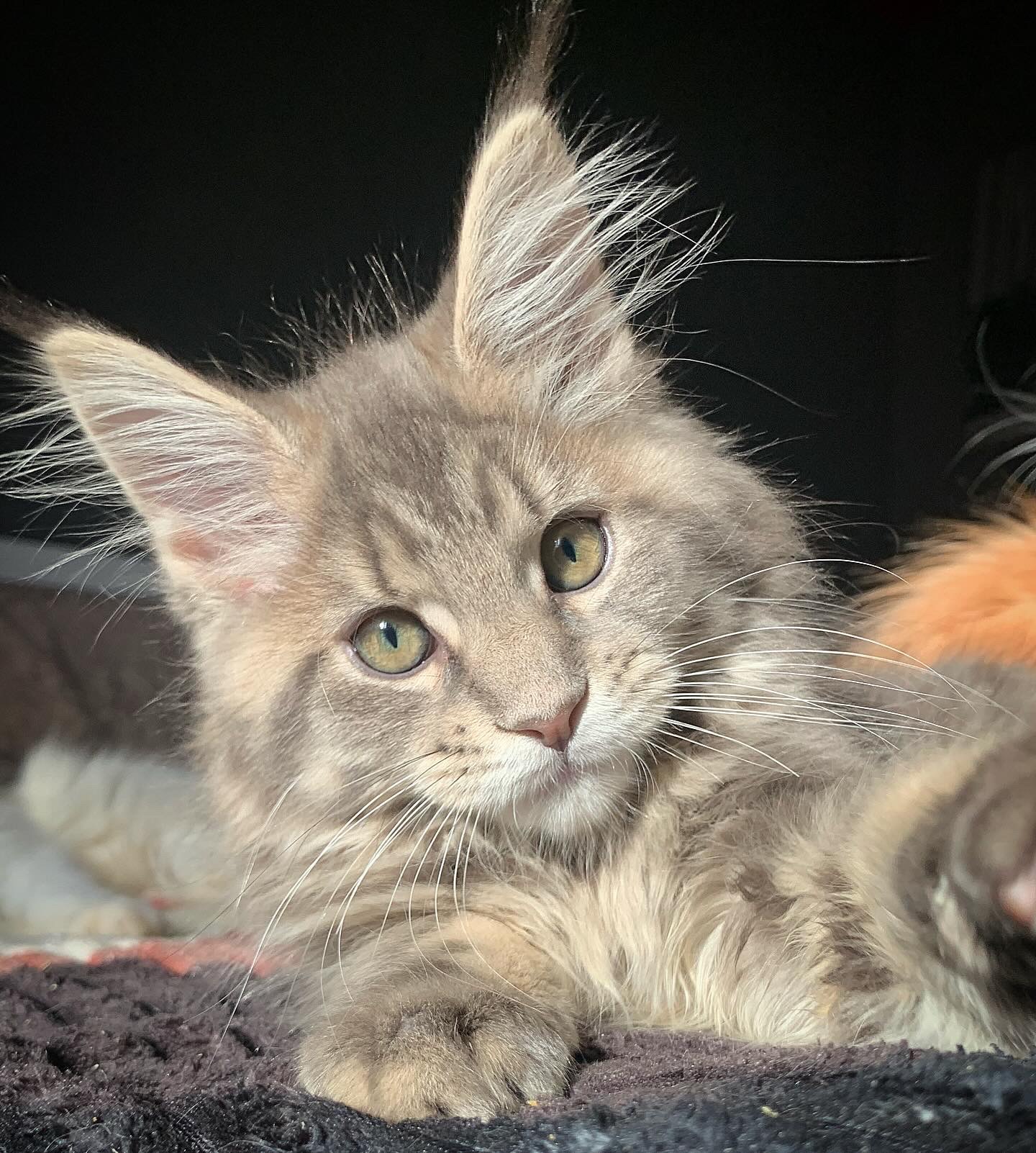 Кошеня Мейн Кун, Maine coon, хлопчик з шикарною шубкою