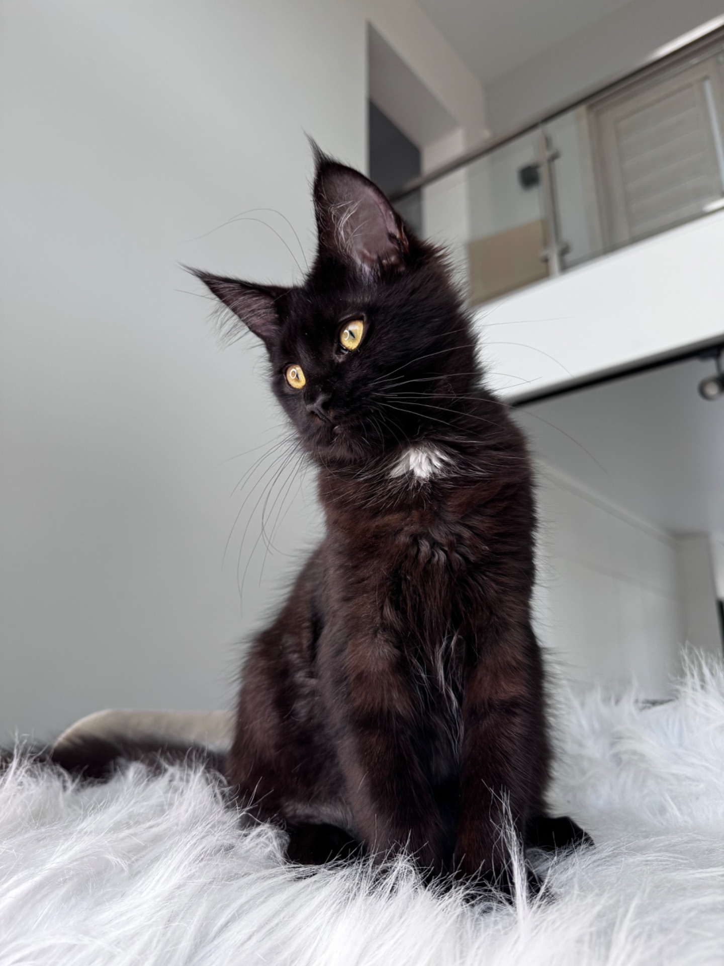 Мейн-кун дівчинка Cleo Casa de Gato