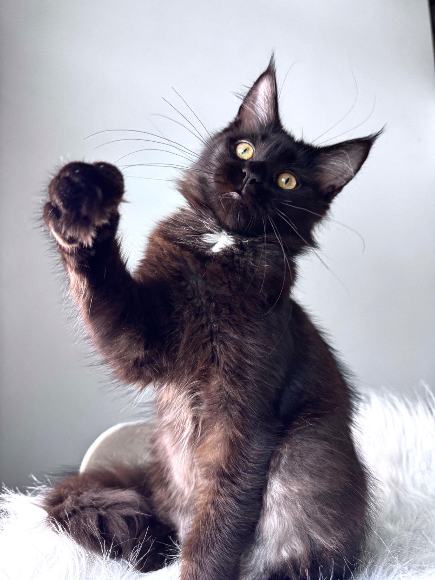 Мейн-кун дівчинка Cleo Casa de Gato