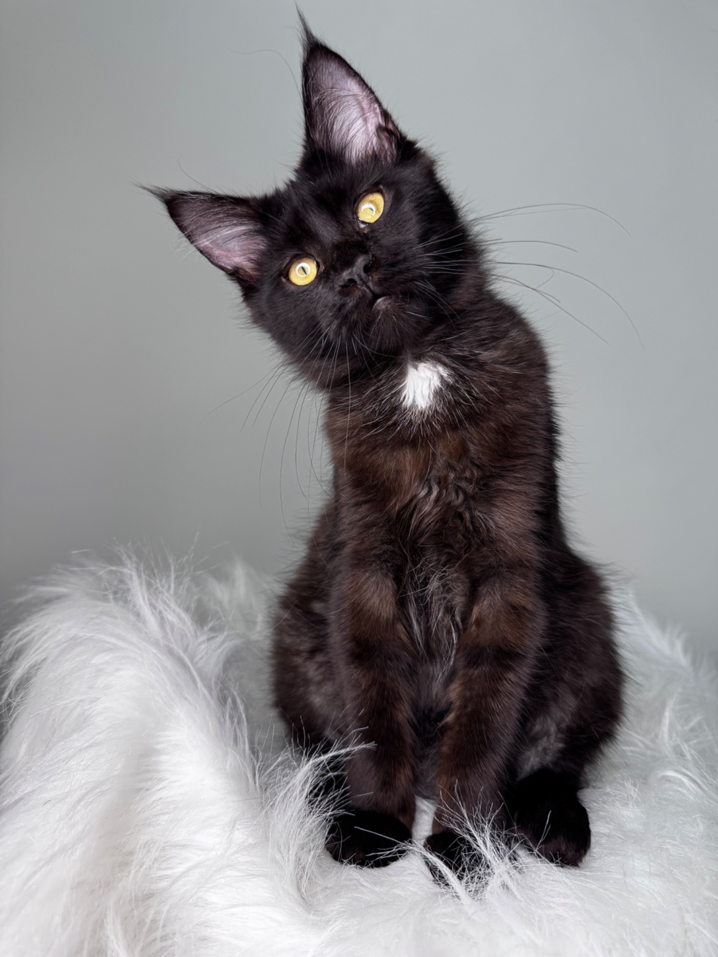 Мейн-кун дівчинка Cleo Casa de Gato