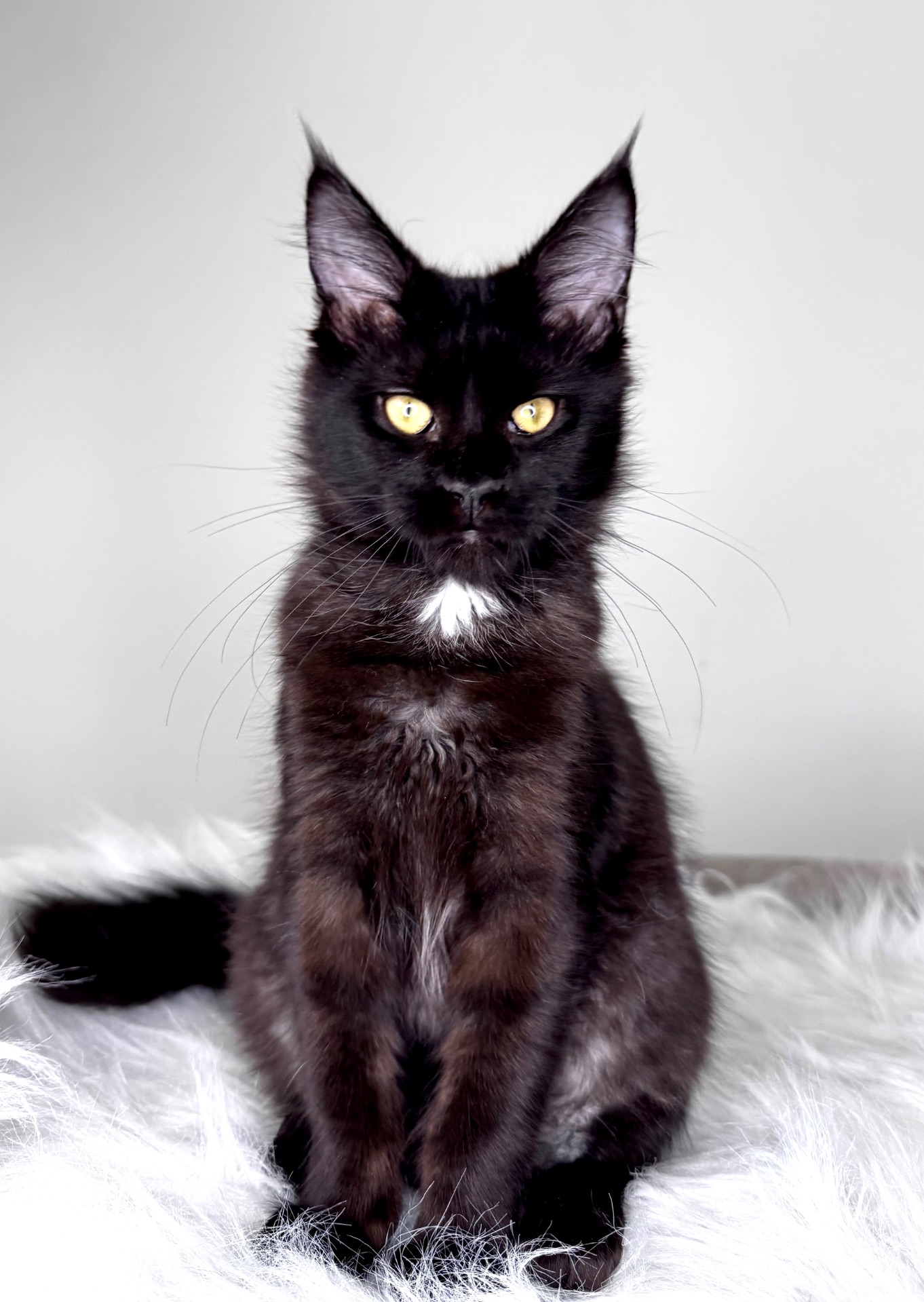 Мейн-кун дівчинка Cleo Casa de Gato