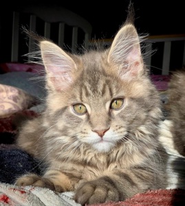 Кошеня Мейн Кун, Maine coon, хлопчик з шикарною шубкою