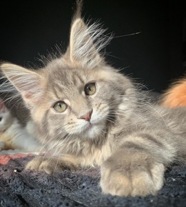 Кошеня Мейн Кун, Maine coon, хлопчик з шикарною шубкою