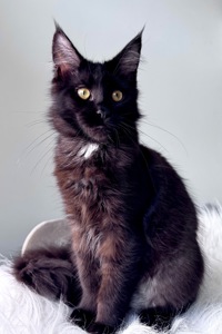 Мейн-кун дівчинка Cleo Casa de Gato