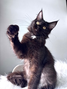 Мейн-кун дівчинка Cleo Casa de Gato