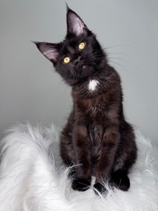 Мейн-кун дівчинка Cleo Casa de Gato