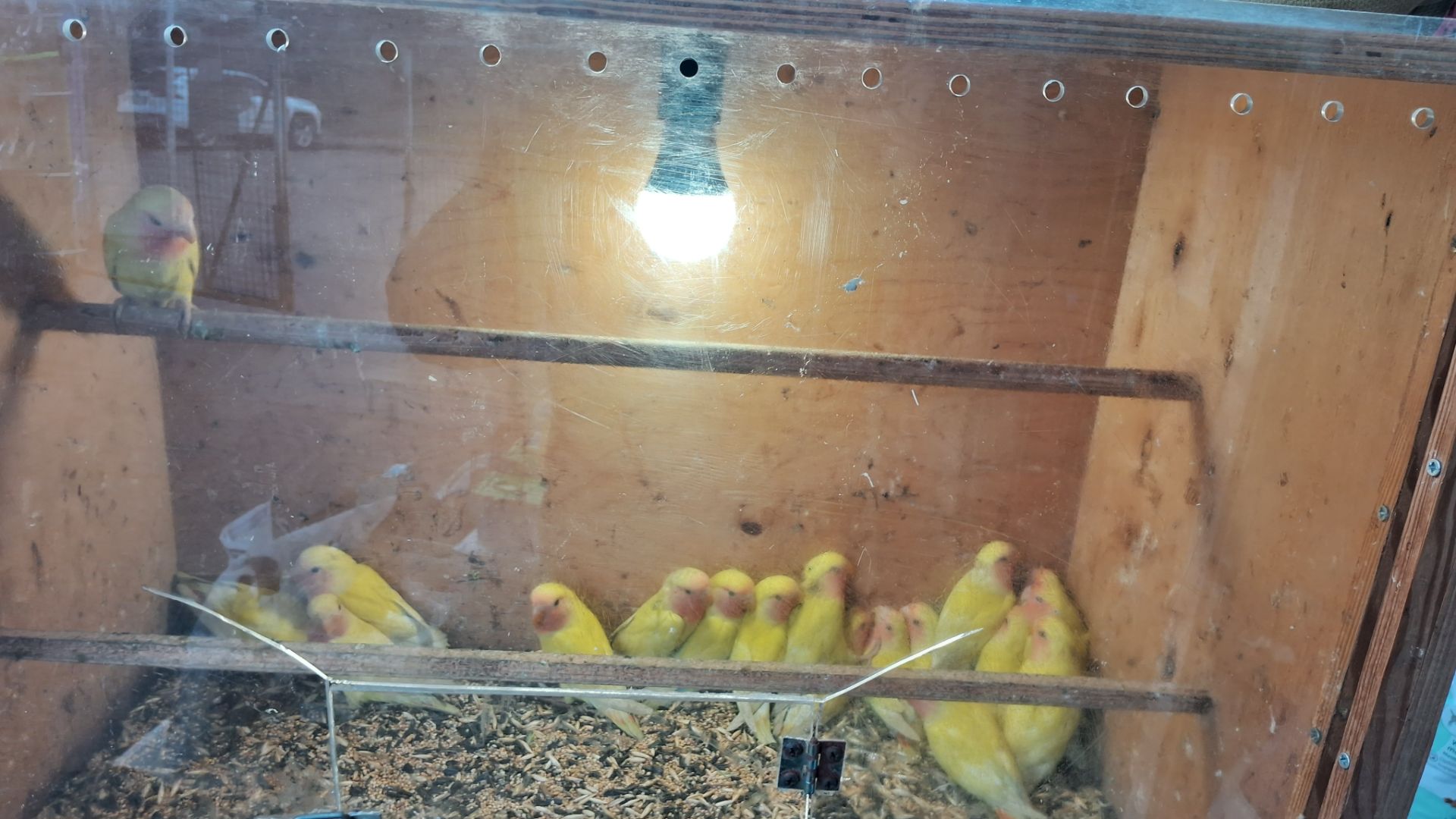 нерозлучнікі