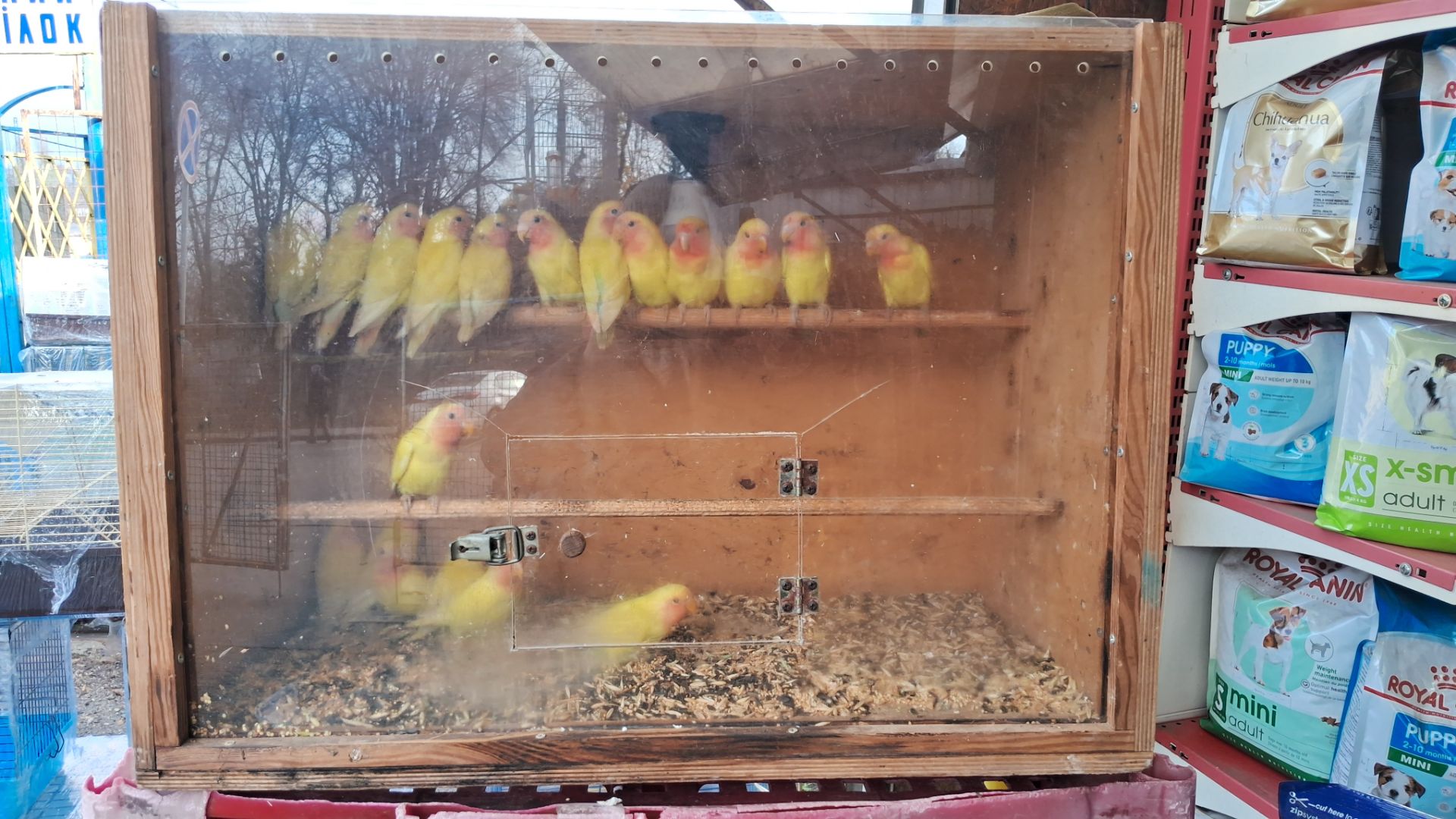 нерозлучнікі