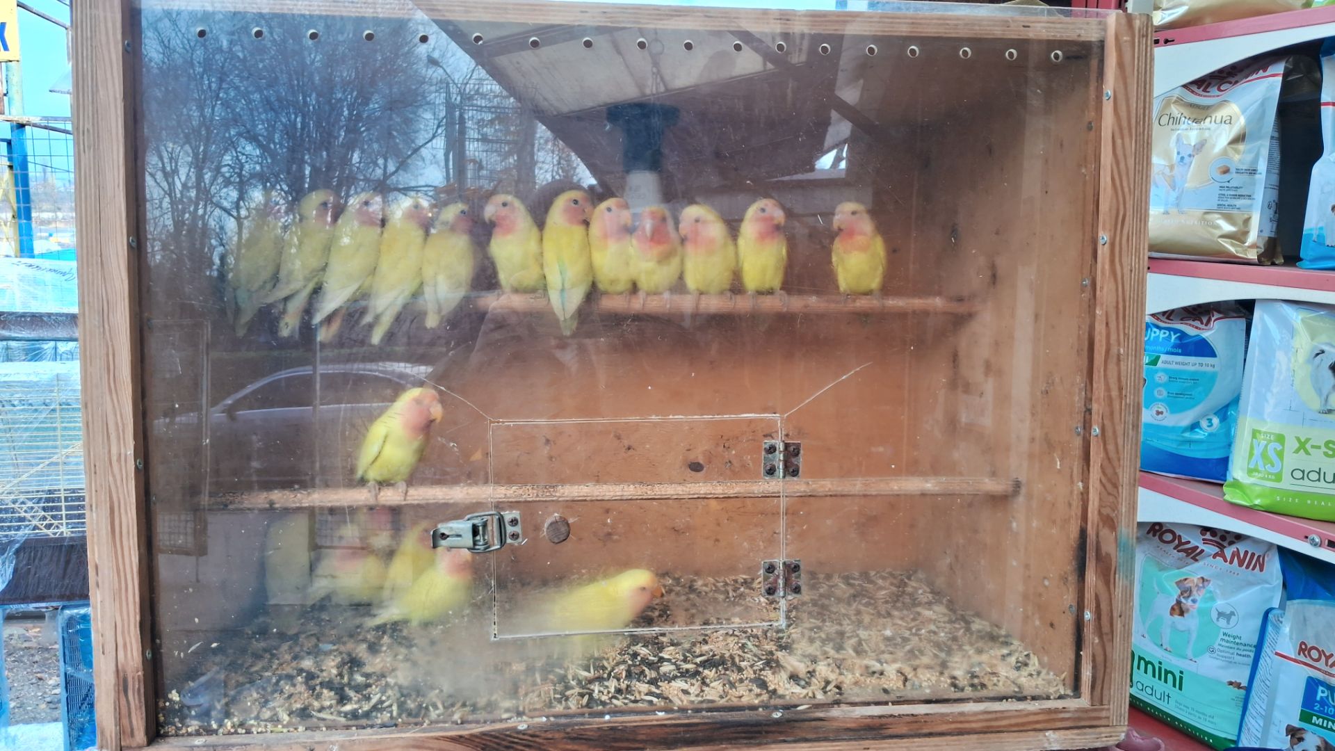 нерозлучнікі