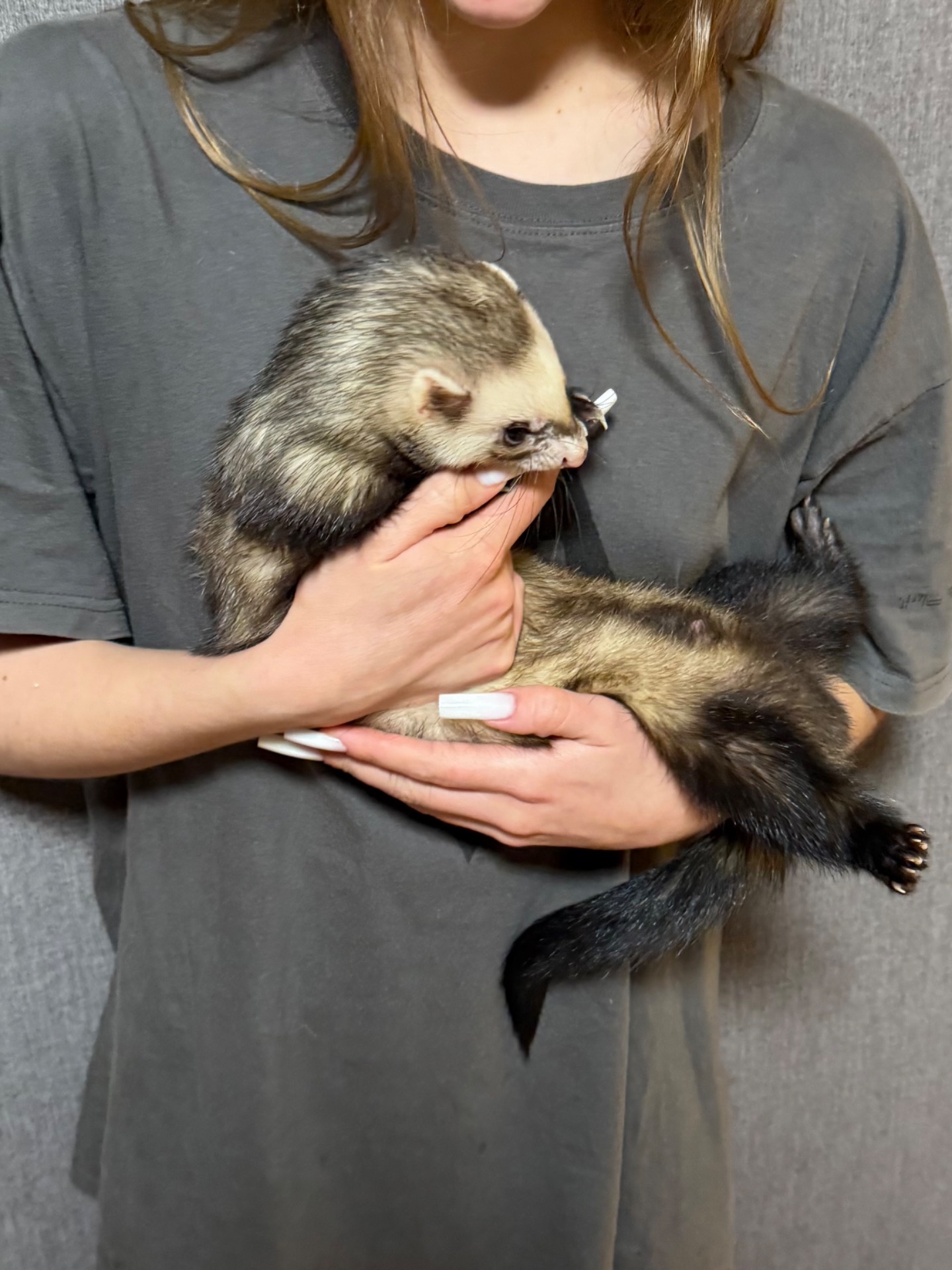 Хорек з кліткою