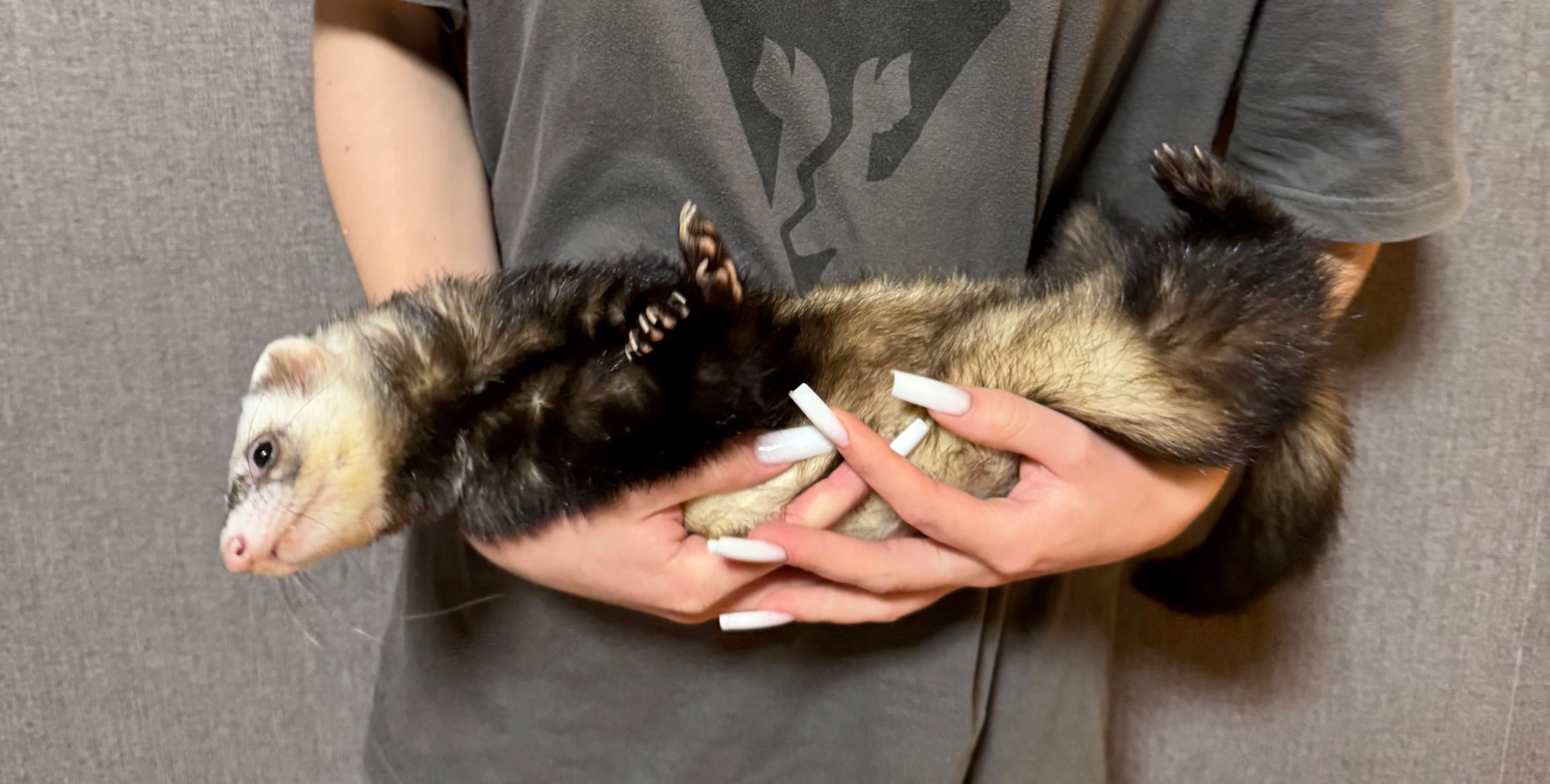 Хорек з кліткою