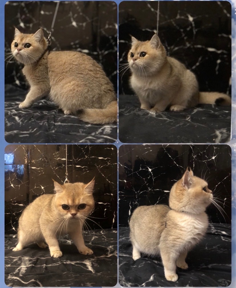 BRYNY11 Британская шиншилла девочка