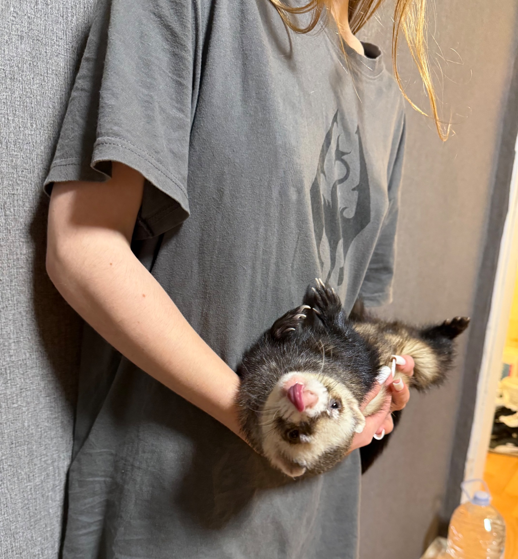 Хорек з кліткою