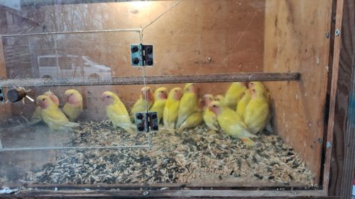 нерозлучнікі