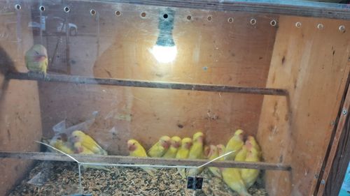 нерозлучнікі