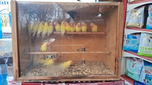 нерозлучнікі