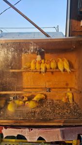 нерозлучнікі