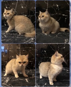 BRYNY11 Британская шиншилла девочка