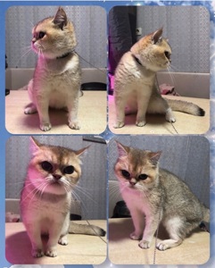 BRYNY11 Британская шиншилла девочка