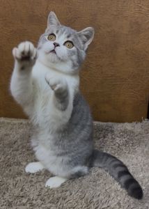 Неймовірно лагідне та красиве Шотландське кошеня від елітних батьків