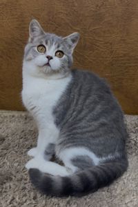 Неймовірно лагідне та красиве Шотландське кошеня від елітних батьків