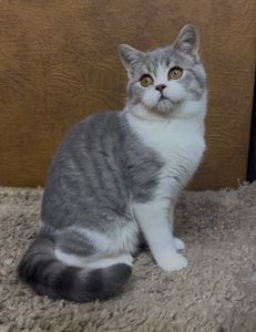 Неймовірно лагідне та красиве Шотландське кошеня від елітних батьків