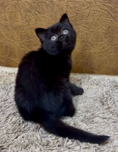 Розкішне Шотландське кошеня, дівчинка. Чорна пантера