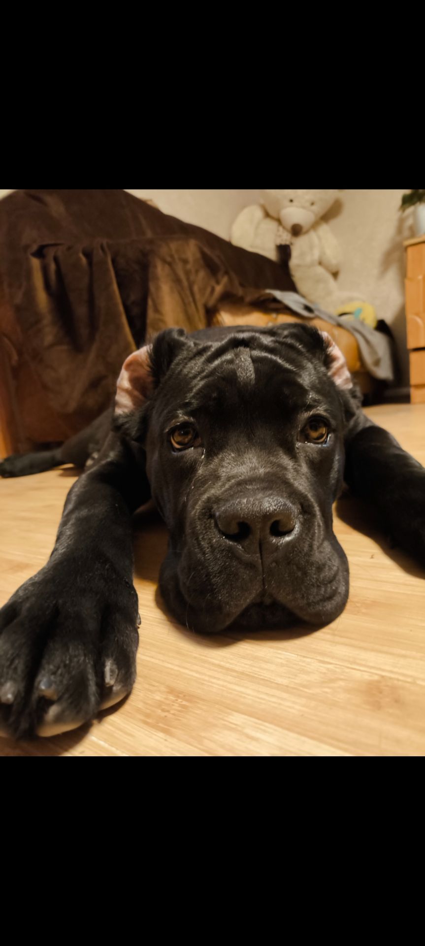 цуценя кане корсо з документами