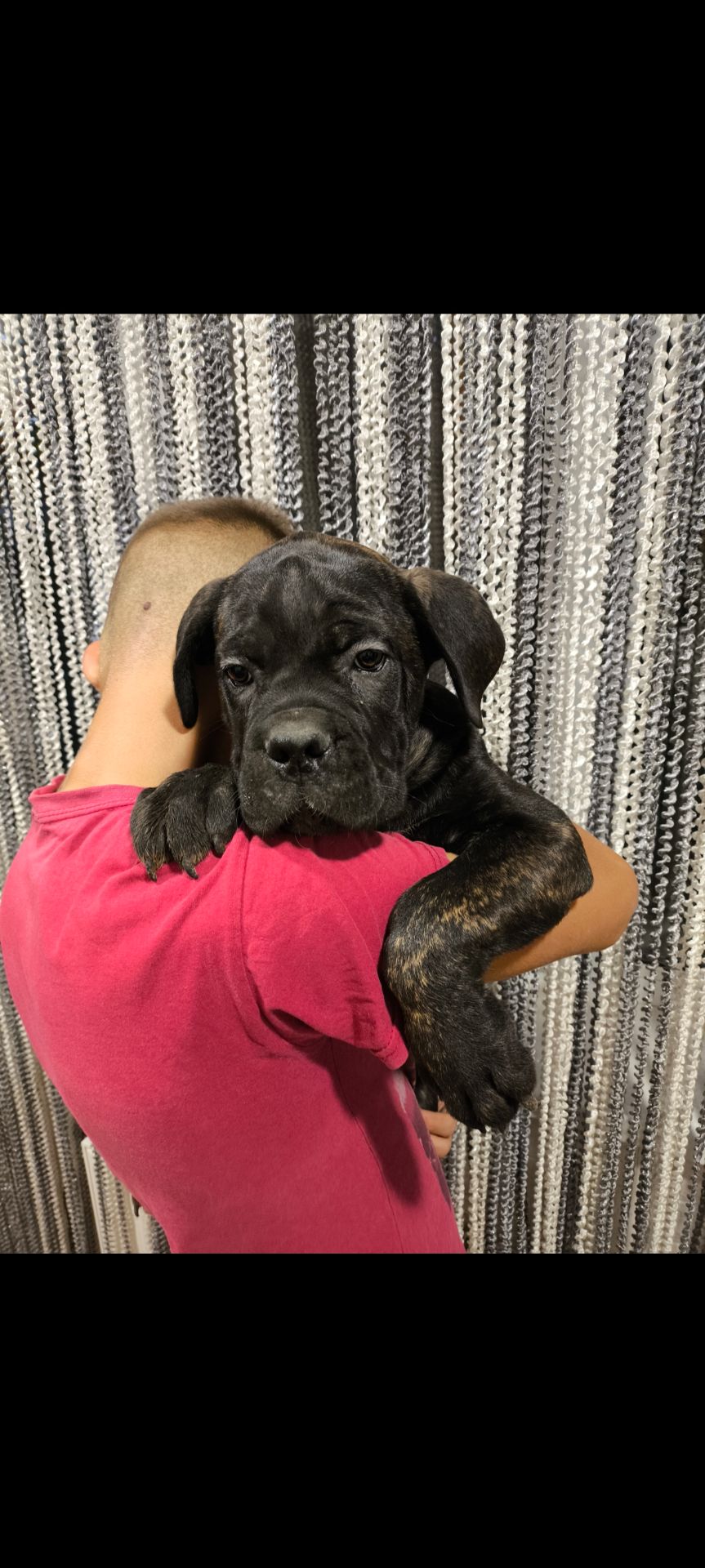 цуценя кане корсо з документами