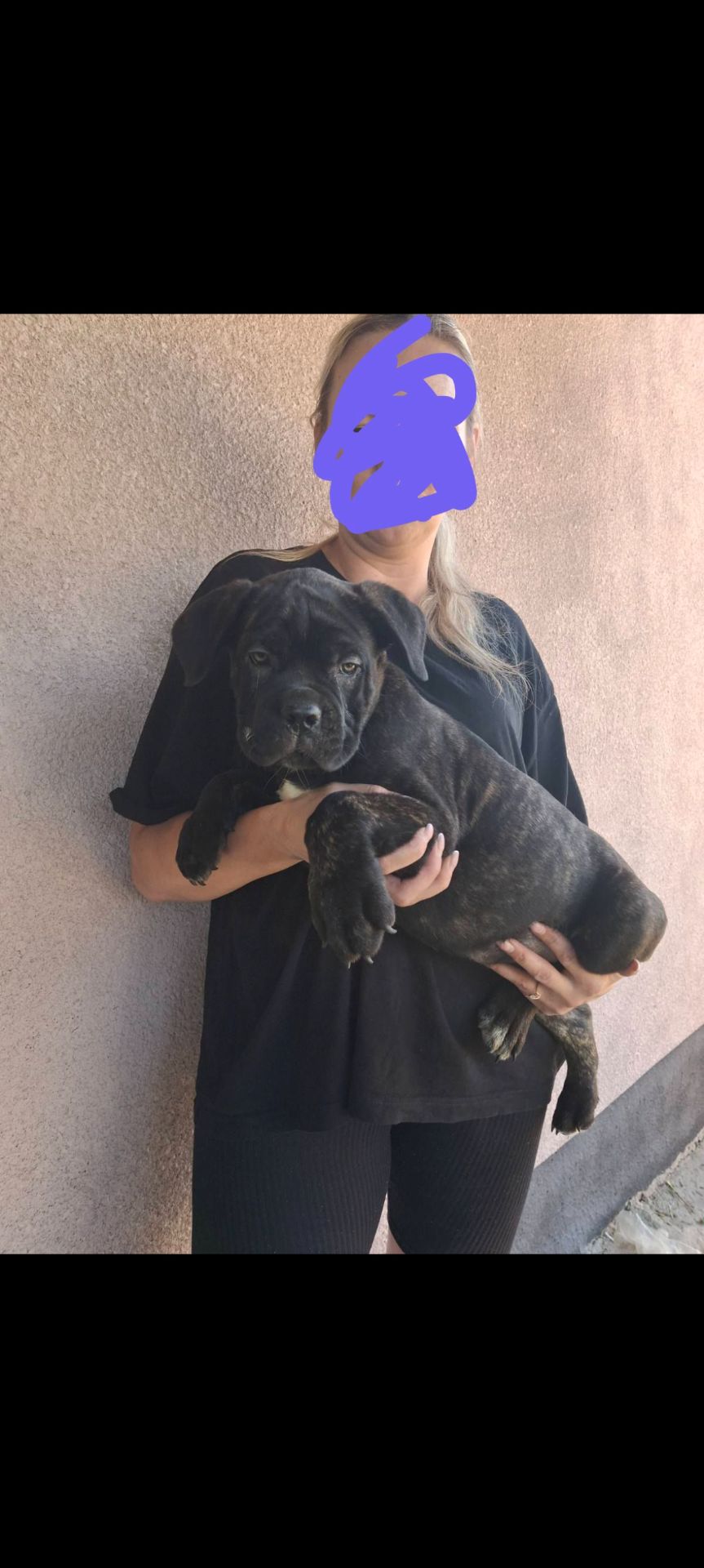 цуценя кане корсо з документами