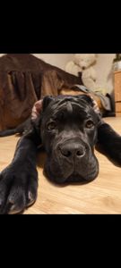 цуценя кане корсо з документами